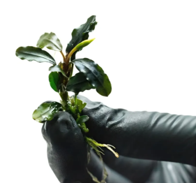 Буцефаландра Черный ковер мини, шт